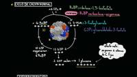 Fotorrespiración | Fotosíntesis | Biología | Khan Academy en Español