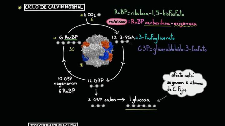 Fotorrespiración | Fotosíntesis | Biología | Khan Academy en Español