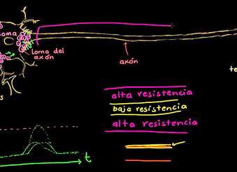 La conducción saltatoria de las neuronas | Biología humana | Biología | Khan Academy en Español