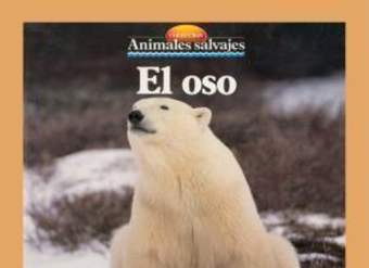 El oso