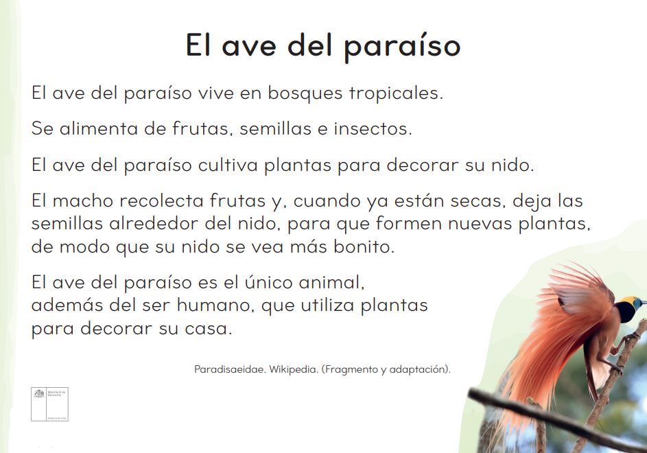 El ave del paraíso