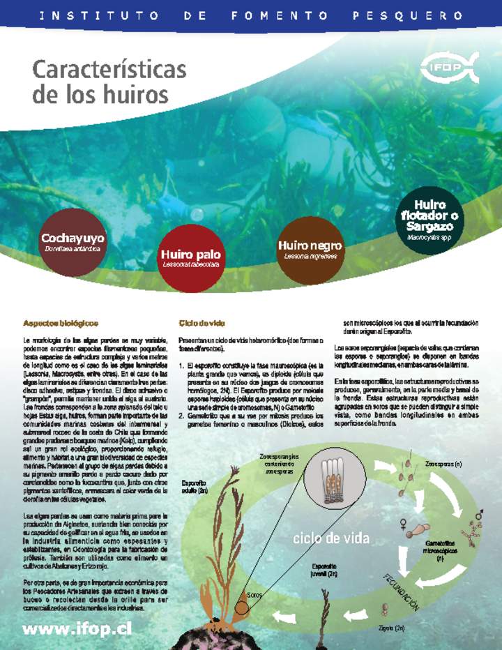 Características de los huiros Imagen portada