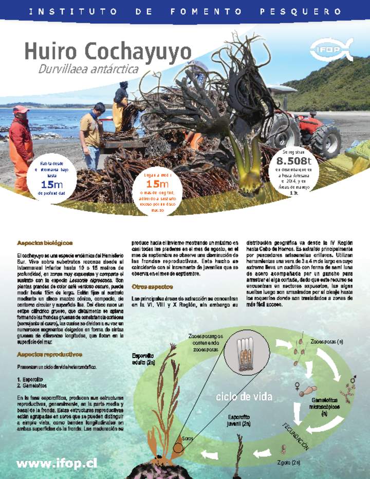 Huiro Cochayuyo Imagen portada
