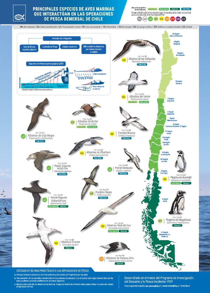 Principales especies de aves marinas que interactúan en las operaciones de pesca demersal de Chile Imagen portada