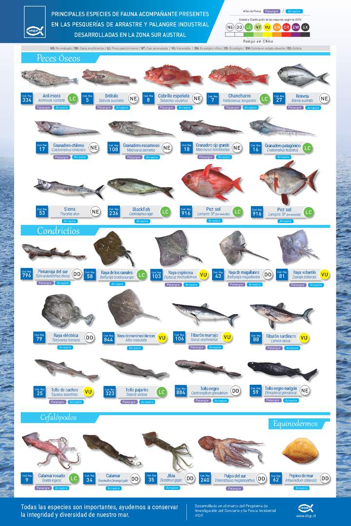 Principales especies de fauna acompañante presentes en las pesquerías de arrastre y palangre industrial desarrolladas en la zona sur austral. Imagen portada