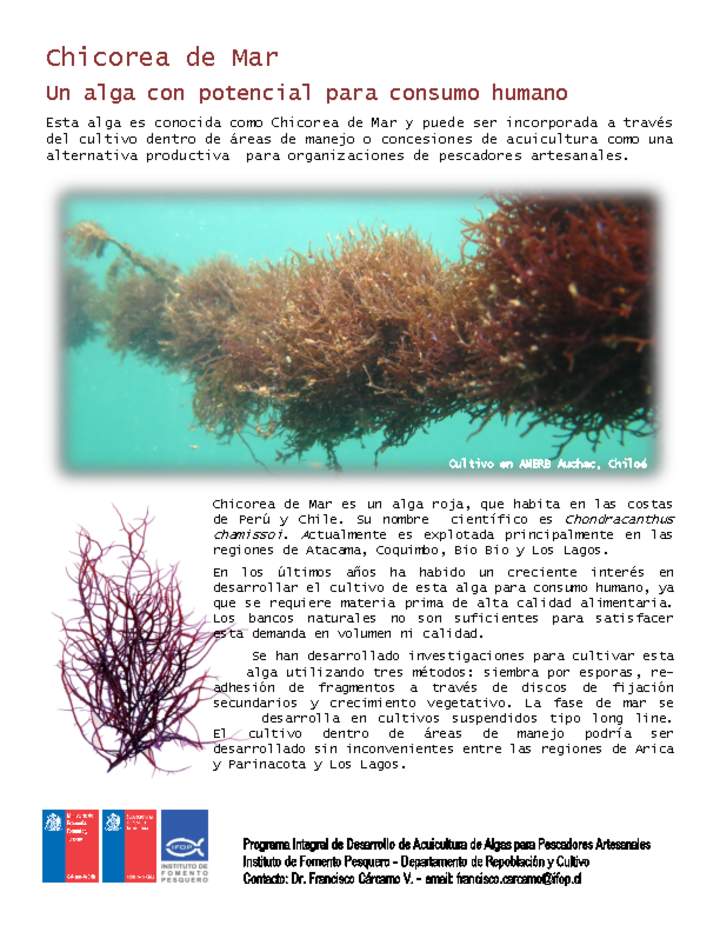 Chicorea de mar Imagen portada