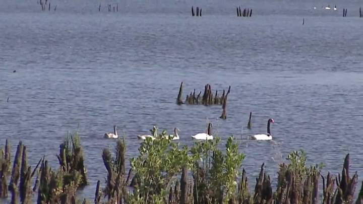 Documental: "Cuello Negro" Santuario de la naturaleza Imagen portada