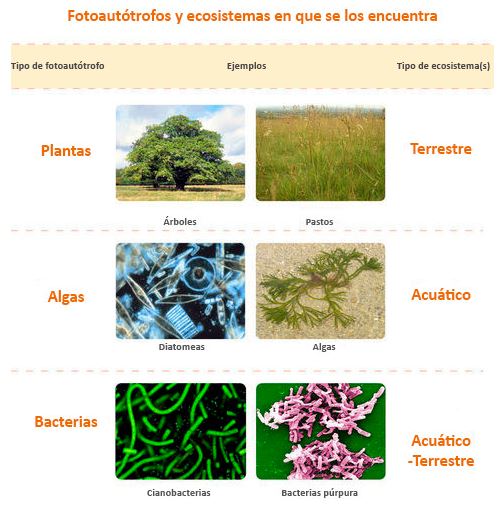 Poblaciones y ecosistema Imagen portada