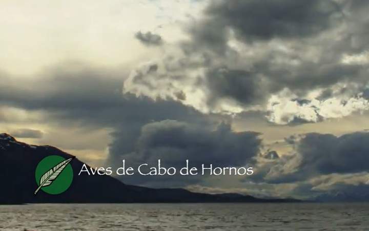 Cabo de Hornos: Cultura y naturaleza, aves Imagen portada