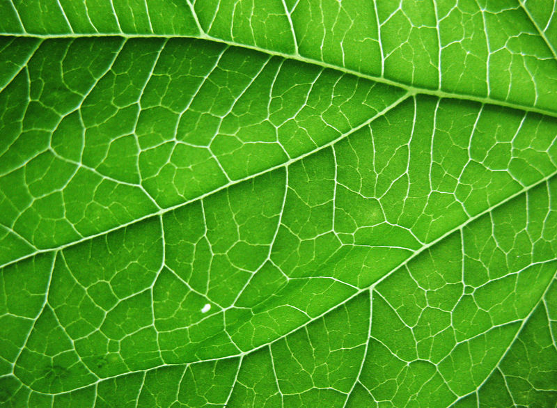 Estructura de la célula vegetal Imagen portada