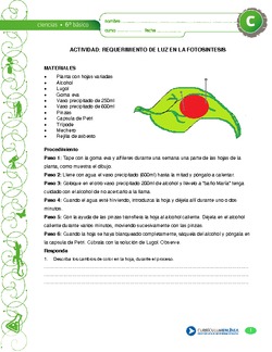 Requerimiento de luz en la fotosíntesis Imagen portada