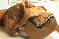 Cráneo Australopithecus Imagen portada