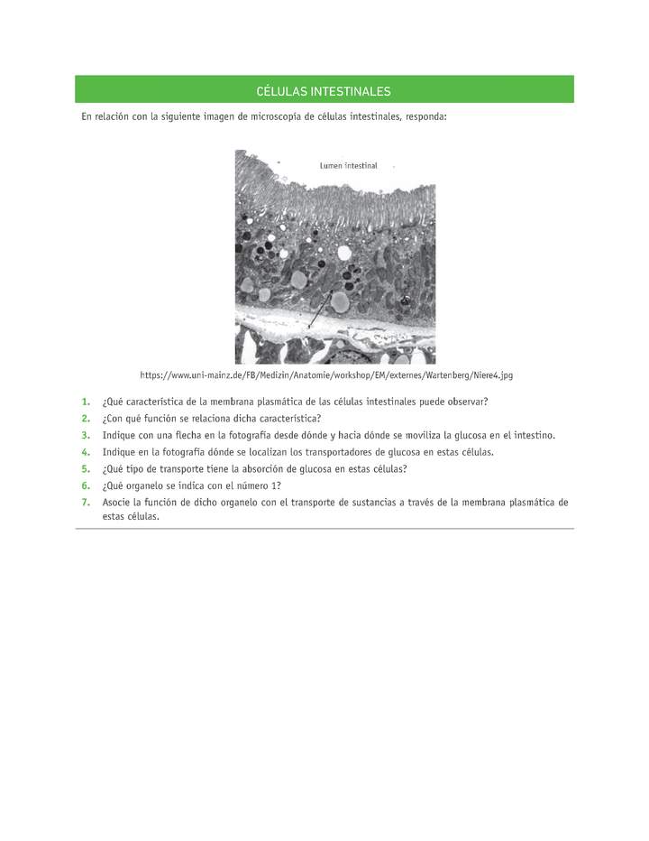 Evaluación Programas - CN08 OA02 - OA03 - U2 - CÉLULAS INTESTINALES Imagen portada