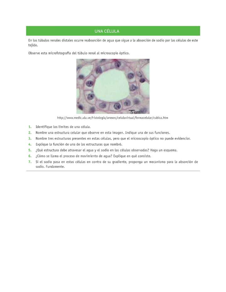 Evaluación Programas - CN08 OA02 - OA03 - U2 - UNA CÉLULA Imagen portada