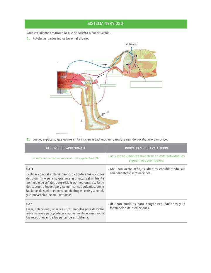 Evaluación Programas - CN2M - OA01 - U1 - SISTEMA NERVIOSO Imagen portada