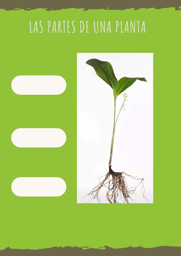 Proyecto interdisciplinario NT: ¿Cómo crecen las plantas? (2020) Imagen portada