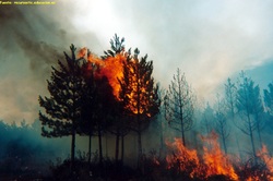 Incendio forestal Imagen portada