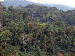 Fotografía de la Selva Amazónica Imagen portada