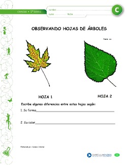 Observación de hojas Imagen portada