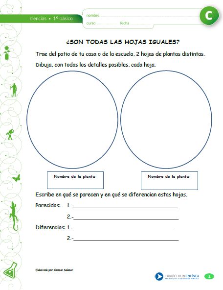¿Son todas las hojas iguales? Imagen portada