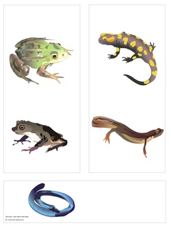 Clasificación de anfibios Imagen portada