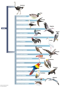 Clasificación de aves Imagen portada