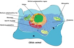 Célula animal Imagen portada