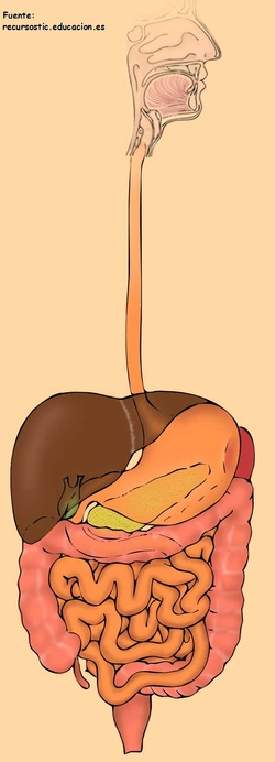 Aparato digestivo humano Imagen portada