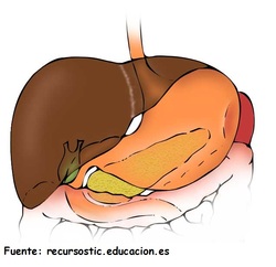 Estómago, higado y pancreas Imagen portada
