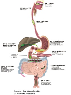 Función organos digestivo Imagen portada