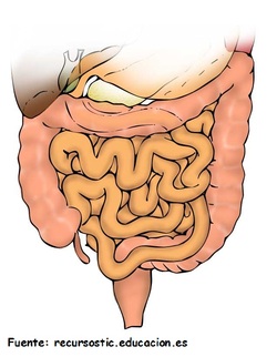 Intestinos humanos Imagen portada