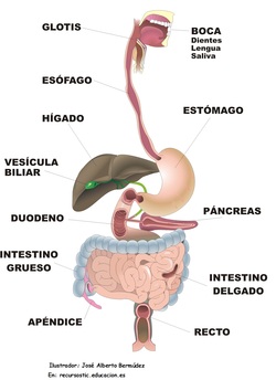 Organos digestivo rotulado Imagen portada
