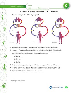 Función del sistema circulatorio Imagen portada