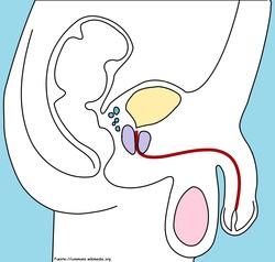 Aparato reproductor masculino Imagen portada