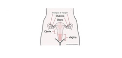 Sistema reproductor femenino rotulado Imagen portada