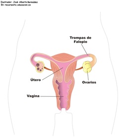Aparato reproductor femenino frontal Imagen portada
