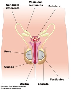 Aparato reproductor masculino frontal Imagen portada