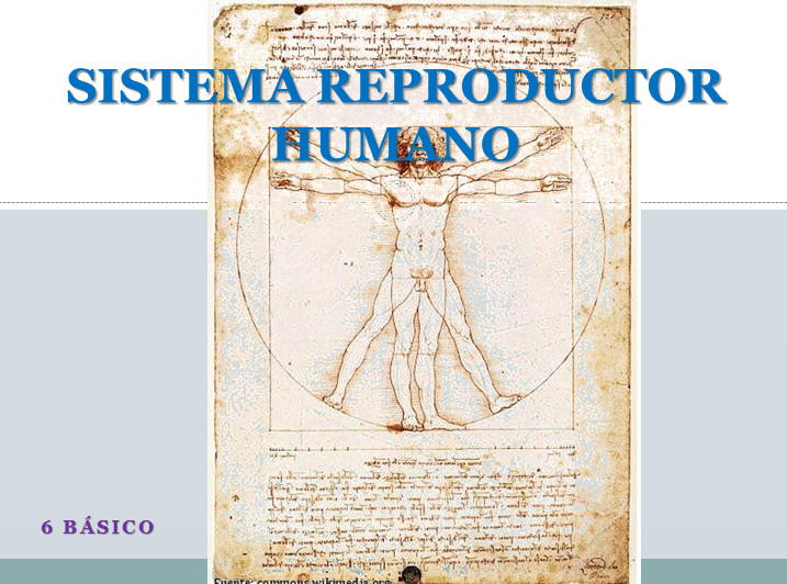 Aparato reproductor humano Imagen portada