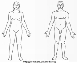 Cuerpos desnudos para dibujar Imagen portada
