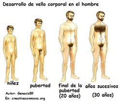 Pubertad, hombre y vellos Imagen portada
