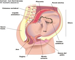 El feto humano Imagen portada