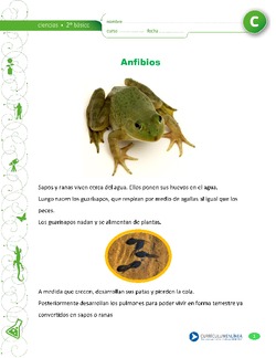 Ciclo de vida de los sapos y ranas Imagen portada