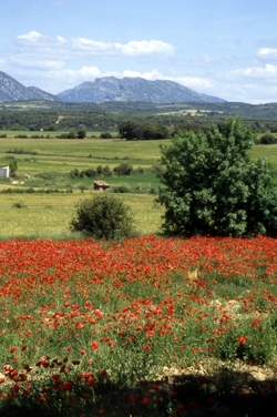 Primavera Imagen portada