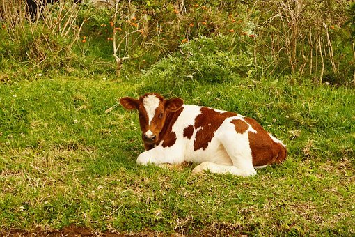 Vaca Imagen portada
