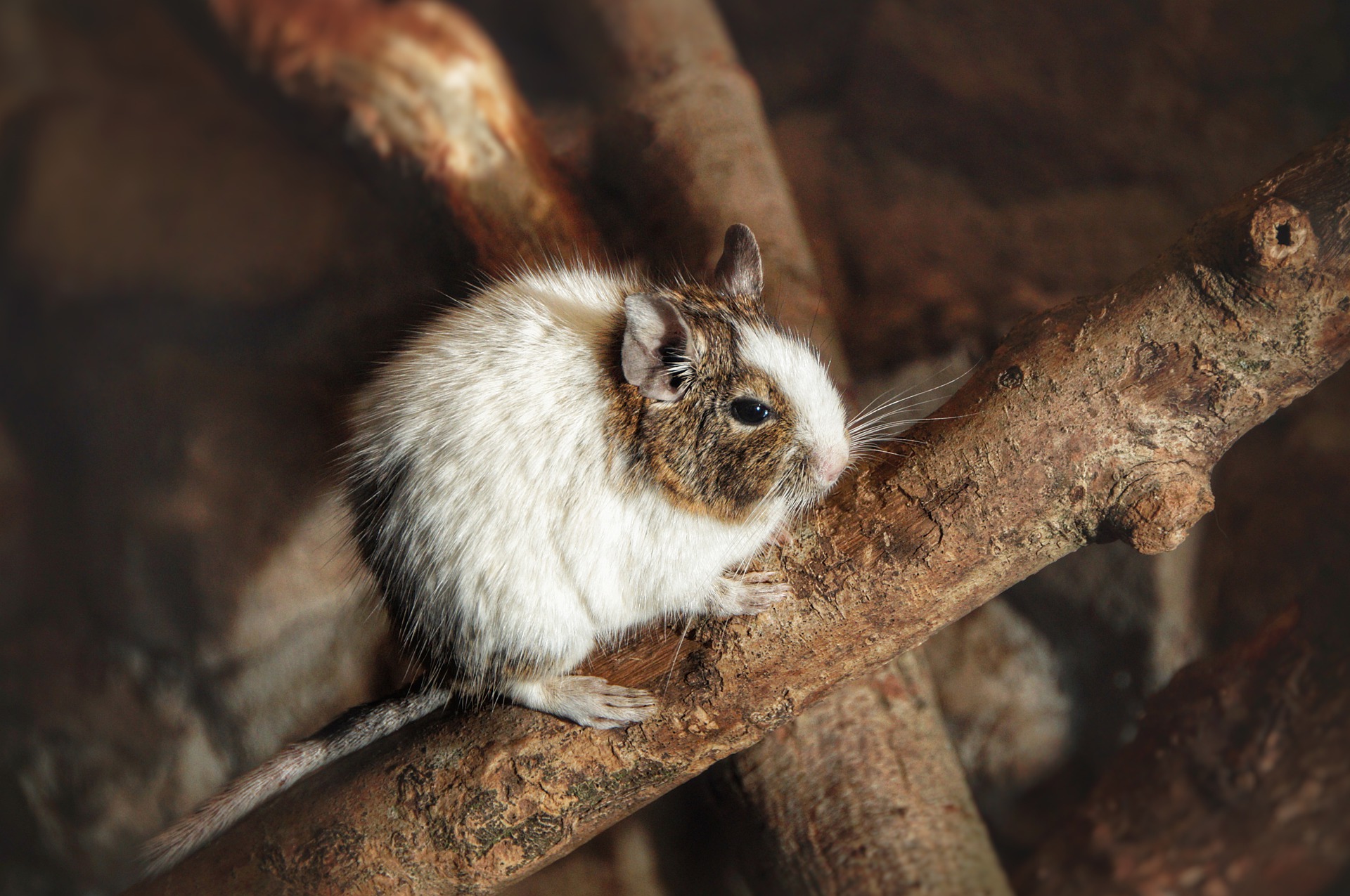 Degu Imagen portada