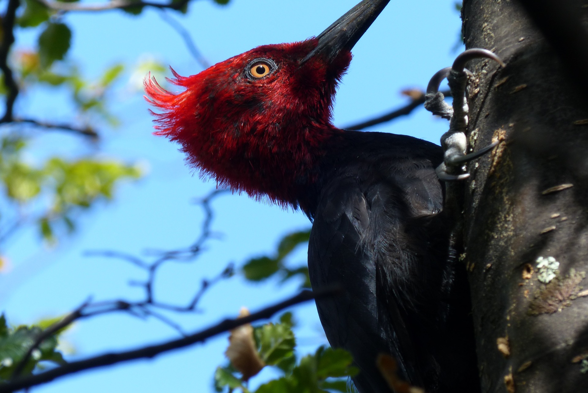 Pájaro carpintero Imagen portada