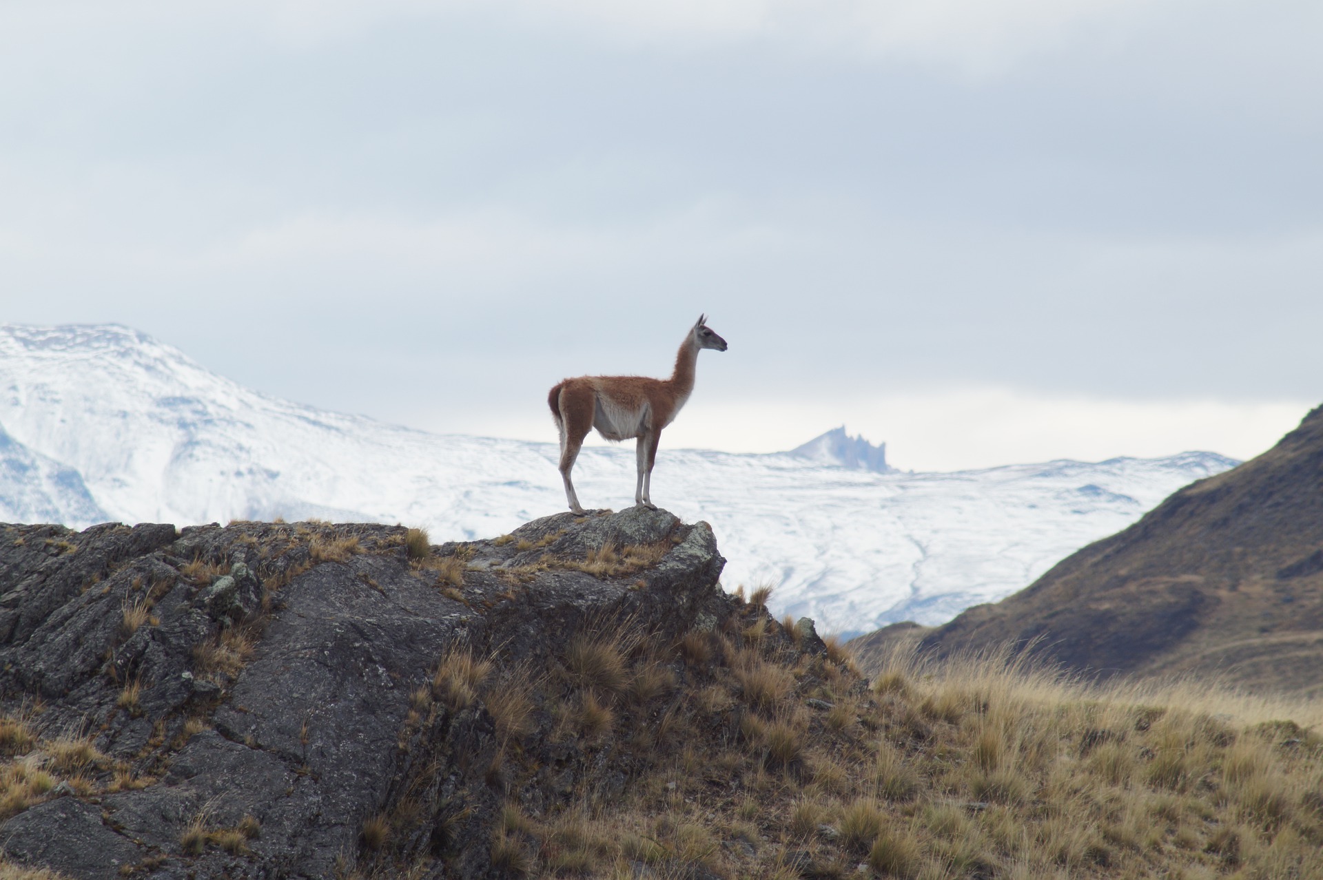 Vicuña Imagen portada