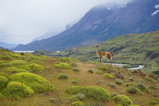 Llama en parque Imagen portada