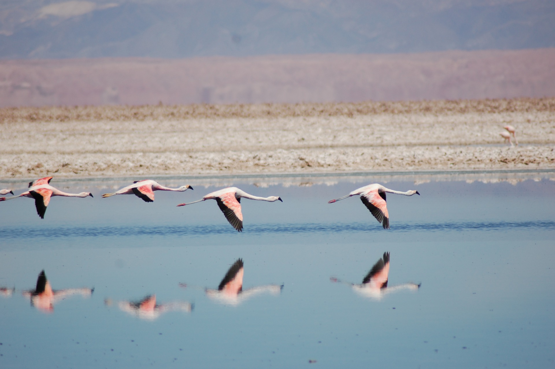 Flamencos Imagen portada