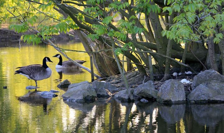 Aves en agua Imagen portada